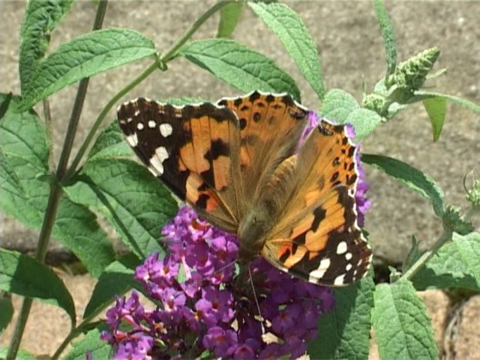 Distelfalter ( Vanessa cardui ), auf Sommerflieder : Moers, in unserem Garten, 24.07.2009